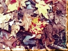 Autumn Leaf..(SkyLine Drive)
-800x600